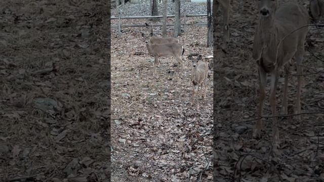 наши дружные Американские олени )#оленивамерике смотреть онлайн