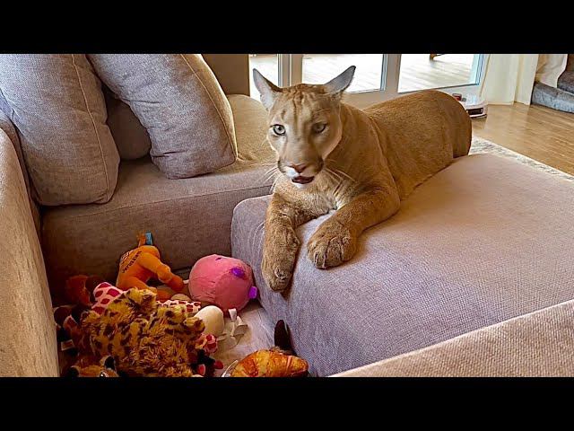 Месси нельзя 3 дня выходить из дома. Делаем всё возможное чтобы скрасить домашнее заточение смотреть онлайн