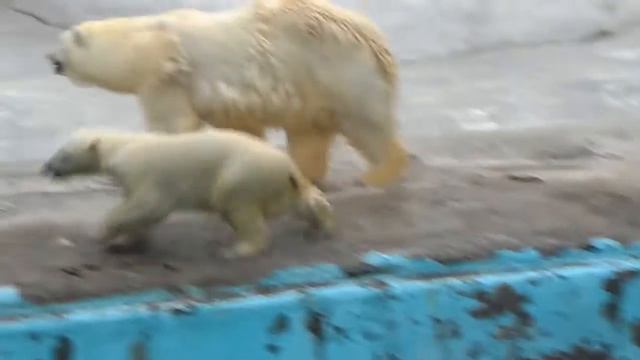 Белый медведь - отличный ныряльщик смотреть онлайн