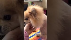 Померанский шпиц, собака, стрижка, покраска хвоста, розовый хвост