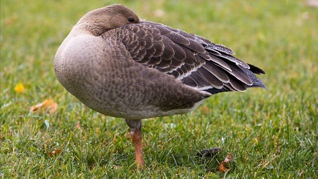 СТИХИ для моих маленьких друзей. Про гуся. (Тина АНСАРОВА) смотреть онлайн