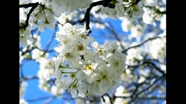 Киевлянка Кричевский исп Олег Махов смотреть онлайн