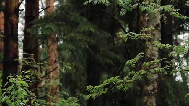 Хизбу имама Навави