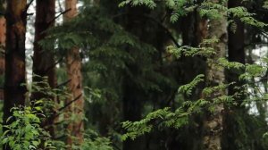 Хизбу имама Навави