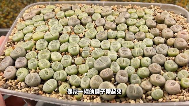 亲手将生石花小苗养到爆盆是什么体验？老哥经验分享！到手这样种，长的快，还服盆，观察他们的生长过程太有意思了！【多肉老哥哥】 смотреть онлайн