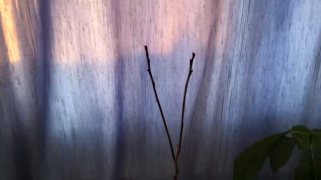 Авакадное и Хурмовое дерево! смотреть онлайн