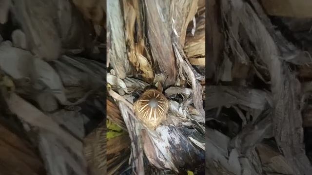 Kaupas #mushroom #mushrooms #ediblemushrooms смотреть онлайн