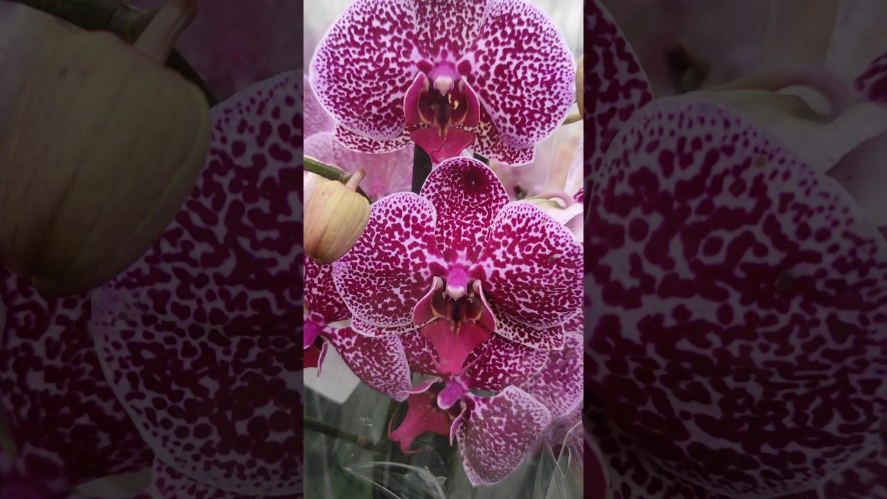 Галина Рязанова Любимые орхидеи #shorts