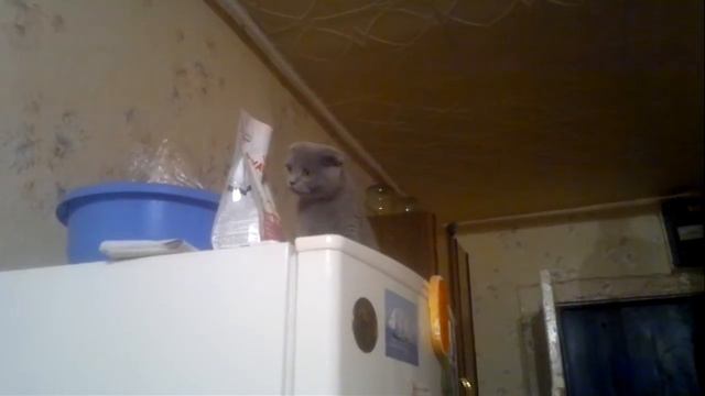 ОЧЕНЬ ГОЛОДНАЯ КОШКА!!!!!!!!!!! смотреть онлайн