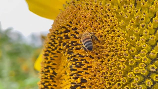Гуляем в подсолнухах! Приморский край! 🌻🌻🌻 смотреть онлайн