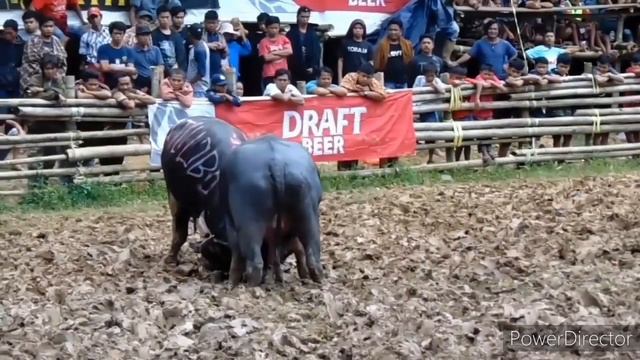 Kampa Manipi VS Talimpuru Tondon Team #tedongsilaga #toraja #mamasa смотреть онлайн