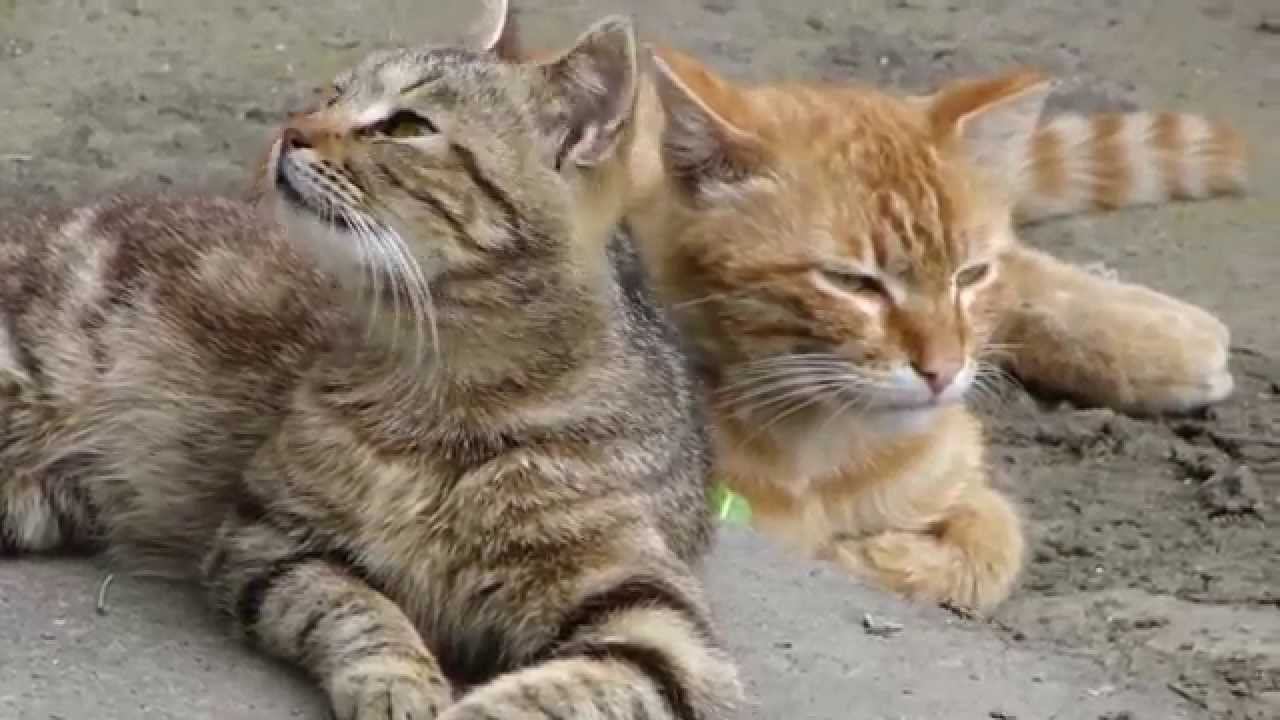 Друзья. смотреть онлайн