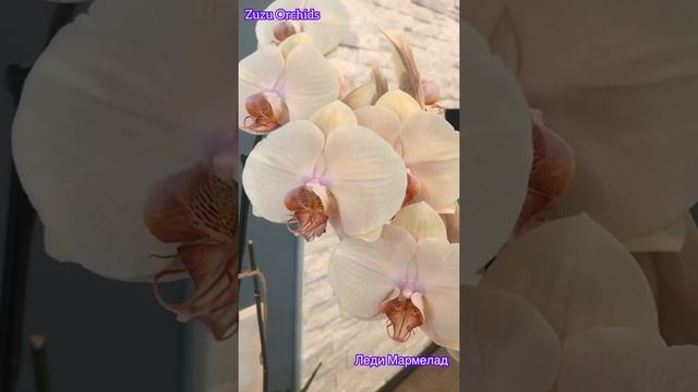 Леди Мармелад / Lady Marmelad смотреть онлайн