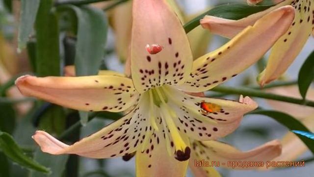 Лилия азиатская Корсаж (lilium asiatic corsage) ? Корсаж обзор: как сажать, луковицы лилии Корсаж смотреть онлайн