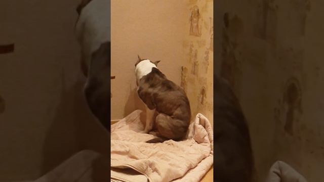 Смешной мой песик смотреть онлайн