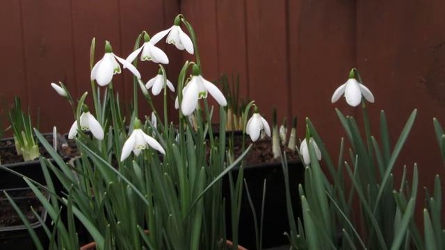 Galanthus nivalis time-lapse смотреть онлайн