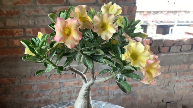 #yellow single petal adenium смотреть онлайн