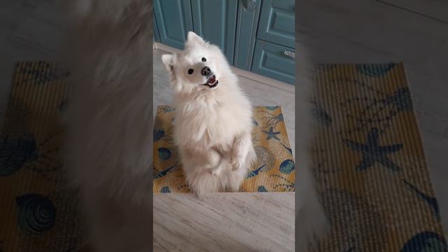 Самоед тихо голос смотреть онлайн