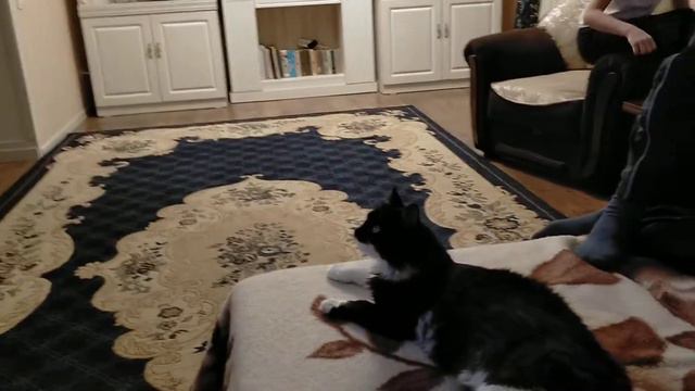 кот смотрит телевизор следить за своими сородичами ; :D смотреть онлайн