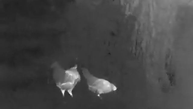 Guide TrackIR 25 Birds up close смотреть онлайн