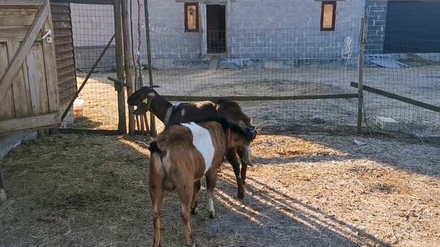 Англо-Нубийские козы. Увеличиваю стадо. смотреть онлайн