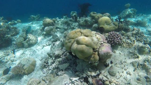 парочка осьминогов на домашнем рифе