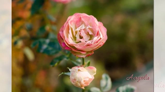 Acropolis Rose Meilland