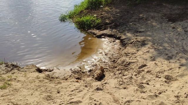 Кемпинг Красная Дубрава на реке Клязьма . Кормлю нутрию ;) смотреть онлайн