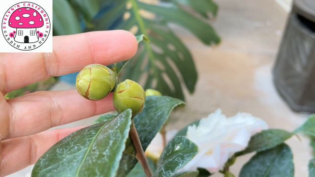 Nuccio’s Pearl Camellia
