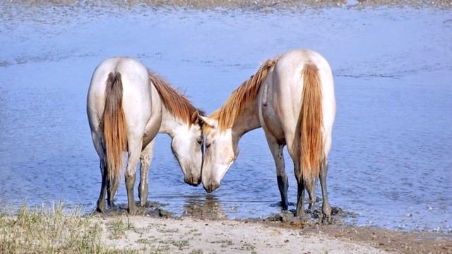 КАМАРГ БЕЛЫЕ ЛОШАДИ смотреть онлайн