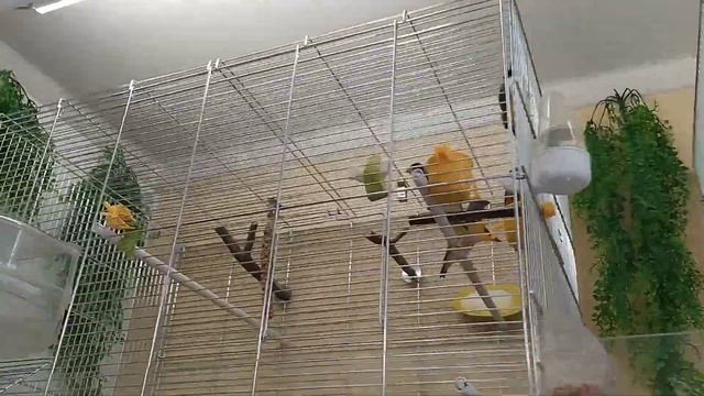 Райский птичий уголок