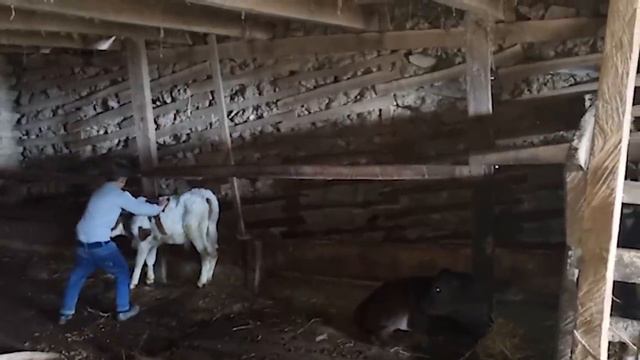 АНАНАСОВОЕ ВАРЕНЬЕ В ДУХОВКЕ Азербайджанская Кухня Деревенская Кухня Рецепты смотреть онлайн