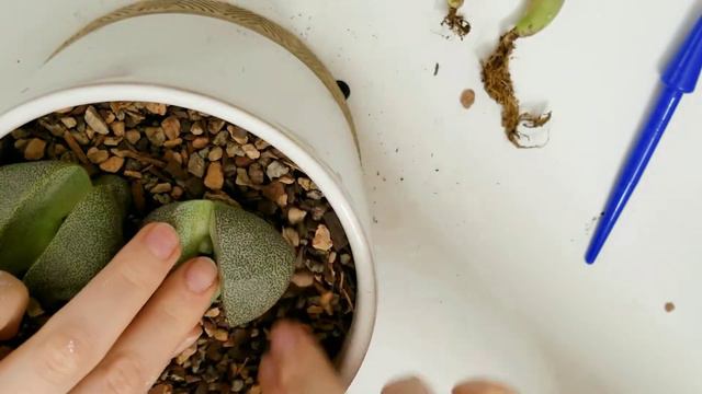 Plant With Me || Lithops, Split Rocks, & More