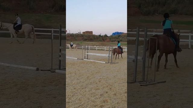 Jumping lesson- grid training (equestrian video) смотреть онлайн