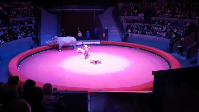 Жираф шоу смотреть онлайн