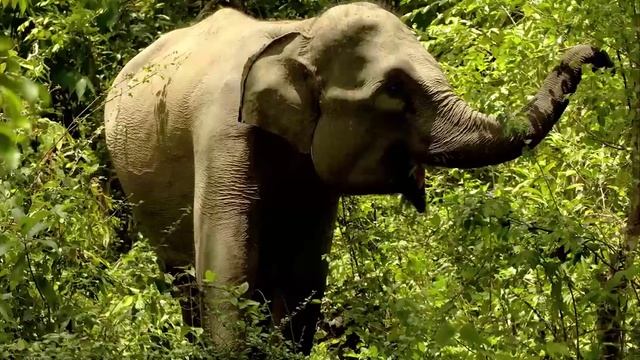 Zoo Tycoon (2013) — разработчики о пожертвованиях смотреть онлайн