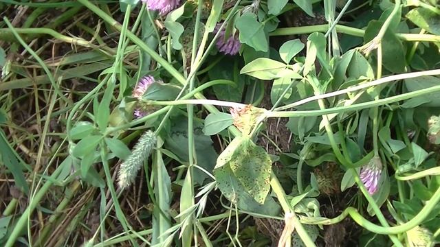 БЕЛЫЕ ГРИБЫ ПОШЛИ, ЛИСИЧКИ,и неудачное спасение КУРОПАТКИ смотреть онлайн