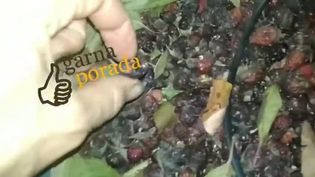 Можно ли рвать шиповник, если он мягкий смотреть онлайн