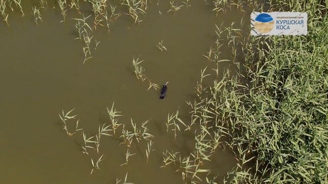 Красота Куршского залива смотреть онлайн