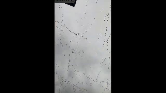 My Name Is Giovanni Giorgio But. Still Trying To Decode It Джованни Джорджио