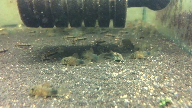 Corydoras Similis, Corydoras Habrosus, Corydoras Fowleri смотреть онлайн