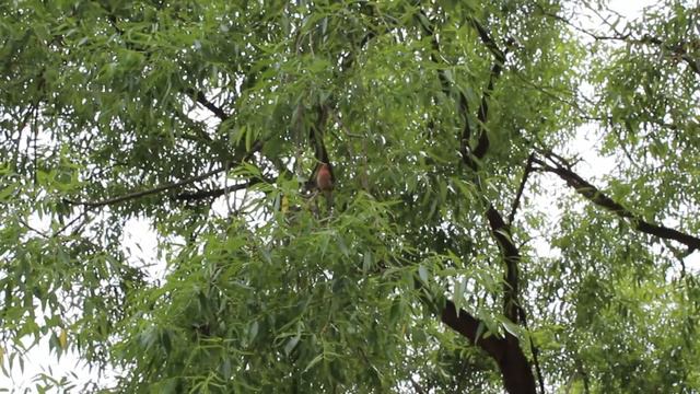 Звуки живой природы в Бухта радости смотреть онлайн