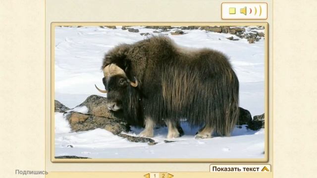 Урок по окружающему миру  