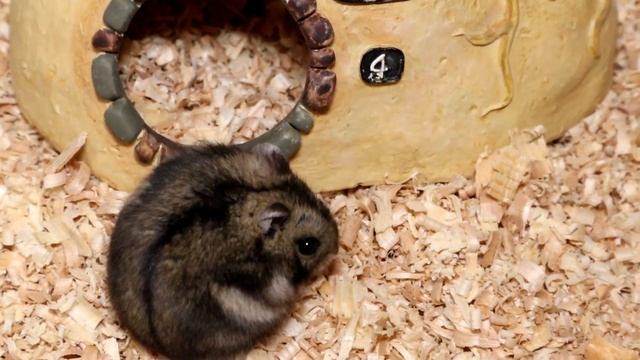 Клетка, дюна, террариум или контейнер для хомяка – что выбрать для сирийского и джунгарского хомяка смотреть онлайн