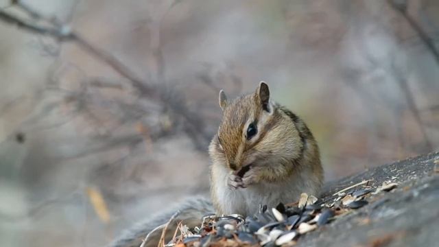 Байкальский бурундук ест семечки