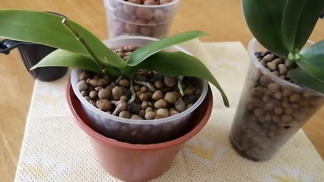 Керамзит для орхидеи. Как поливаю орхидею в керамзите. смотреть онлайн