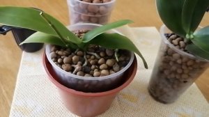 Керамзит для орхидеи. Как поливаю орхидею в керамзите.