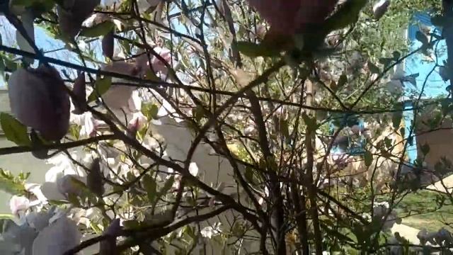 Магнолия Суланжа "Съюзан" - цветение смотреть онлайн