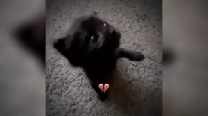 ПОДБОРКА ВИДЕО ИЗ ТИК ТОКА ПО ТРЕНДУ МИСТЕР БОМБАСТИК #3