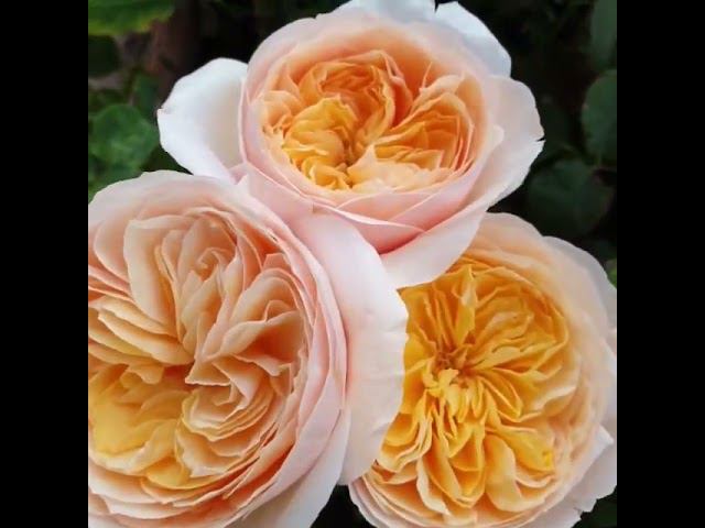 Juliet одна из самых первых срезочных роз Дэвида Остина смотреть онлайн